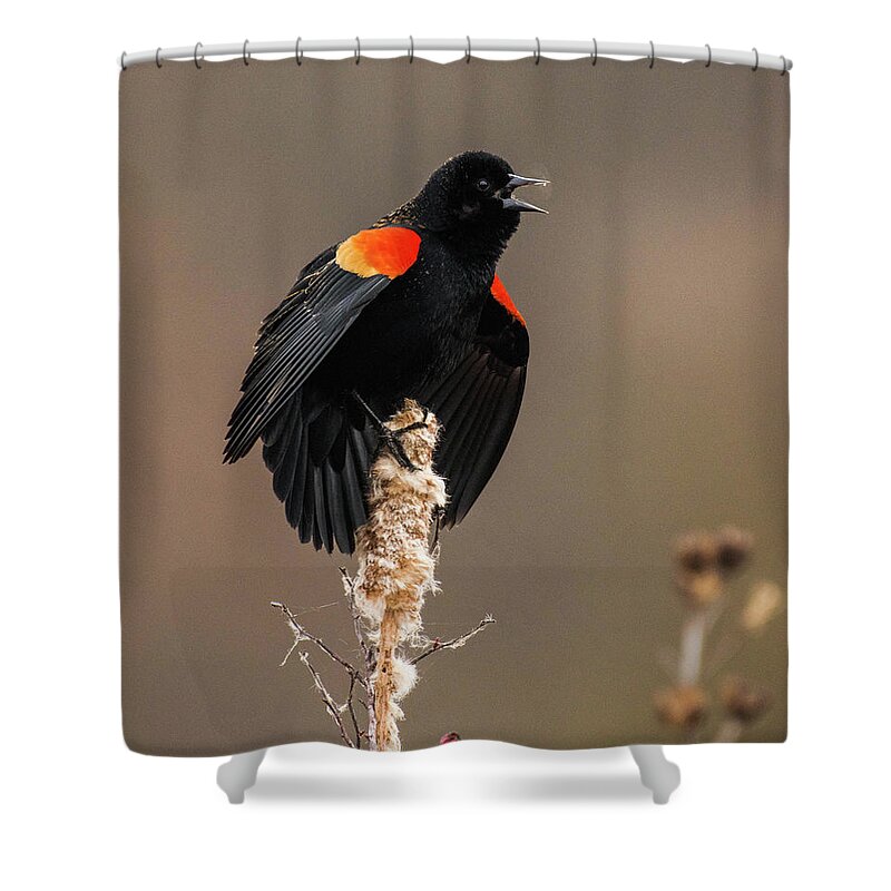 Bird Shower Curtain featuring the photograph The Call by Jody Partin