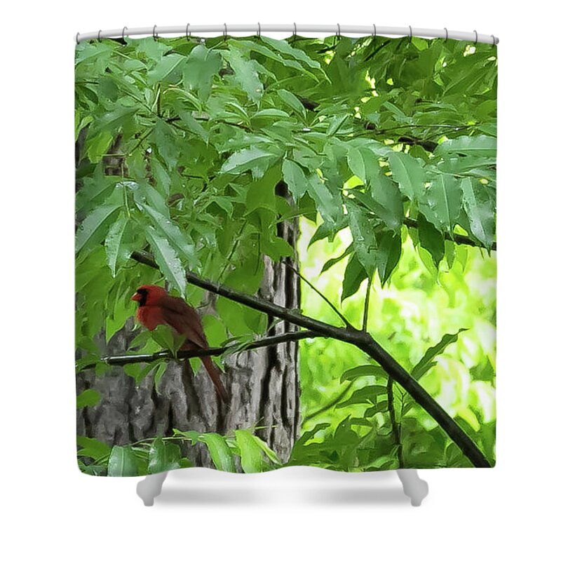 Bird Shower Curtain featuring the digital art The Cardinal in the Woods by Ed Stines