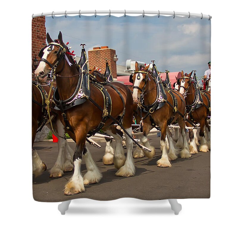 Budweiser Shower Curtain featuring the photograph The Clydesdales in New Hope by Kevin Giannini