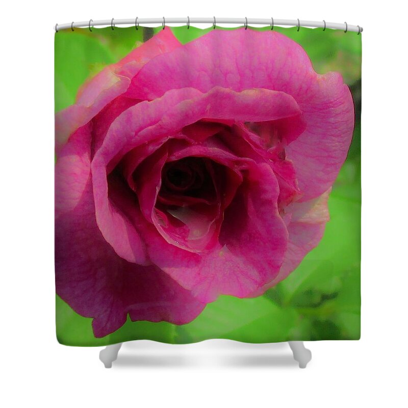 Rose Shower Curtain featuring the photograph The Color of Love by Sharon Ackley