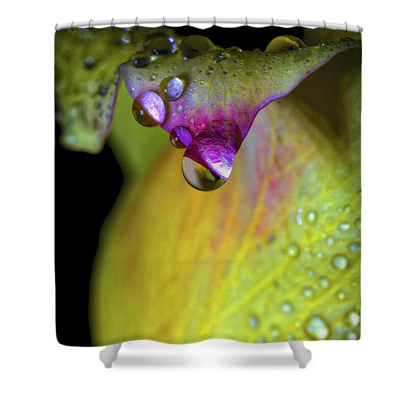 The Color Of Rain. Shower Curtain featuring the photograph The Color Of Rain by Mitch Shindelbower