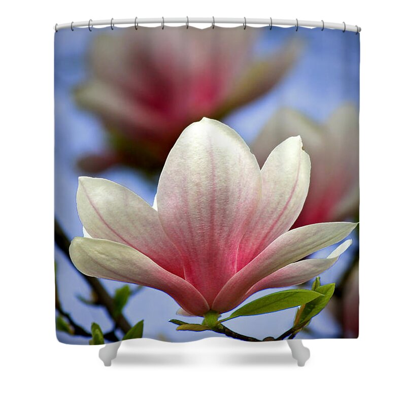 Magnolia Shower Curtain featuring the photograph The Color of Spring by Evelina Kremsdorf