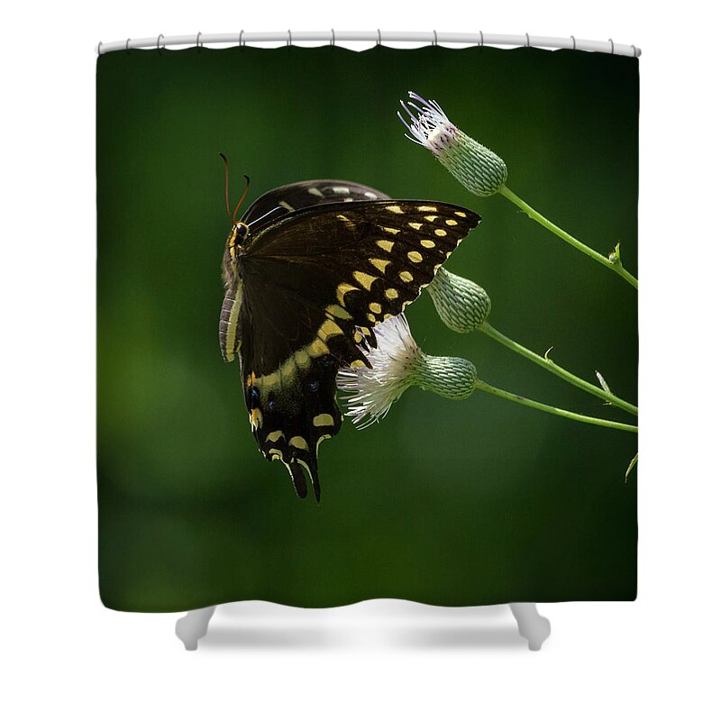 Harris Neck Shower Curtain featuring the photograph The Coverup by Ray Silva