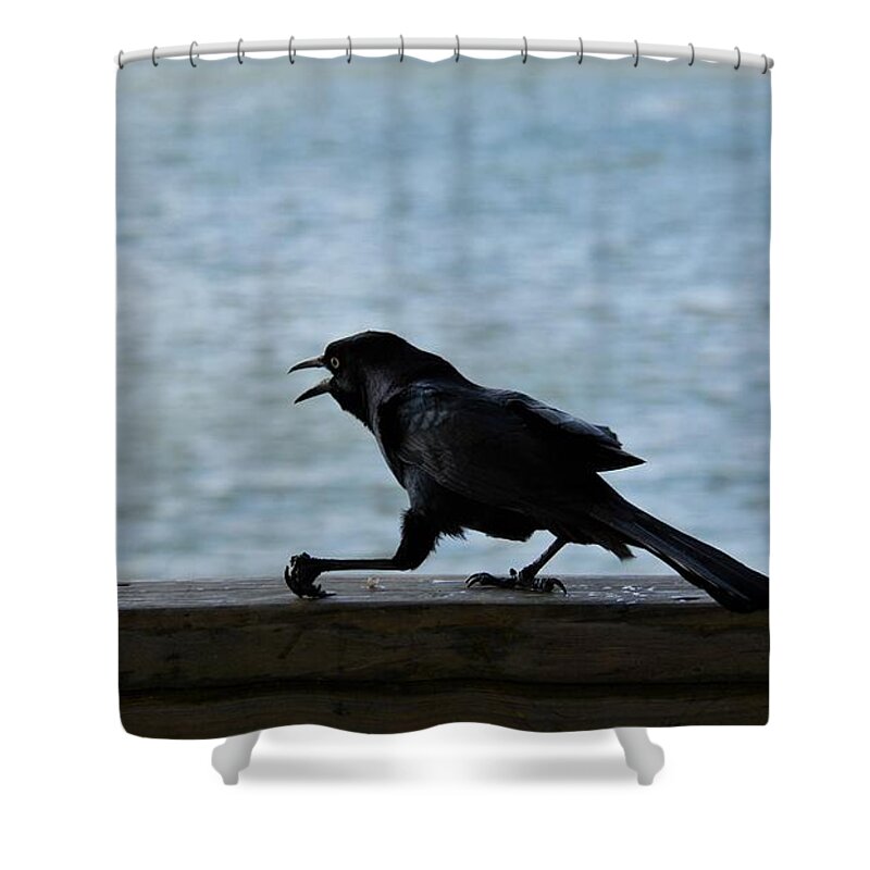 Grackle.birds Shower Curtain featuring the photograph The Creeping Thief by Jan Gelders
