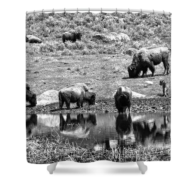 Bison Shower Curtain featuring the photograph The Crew At The Watering Hole Black And White by Adam Jewell