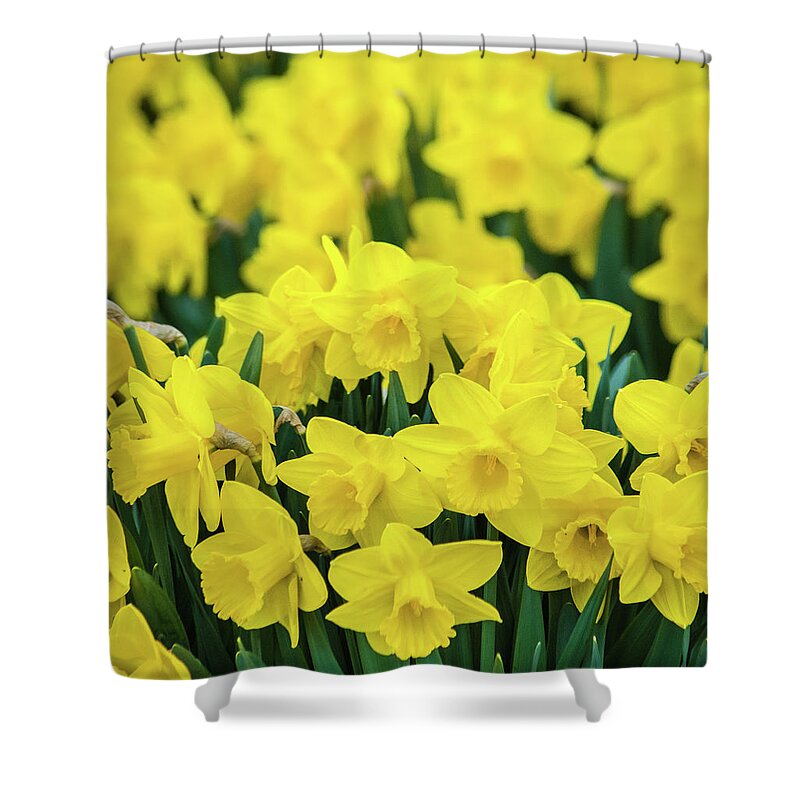 Daffodil Shower Curtain featuring the photograph The Daffodil Patch by Bill Pevlor