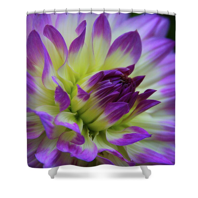 Dahlia Shower Curtain featuring the photograph 695 Dahlia by Kevin Schwalbe