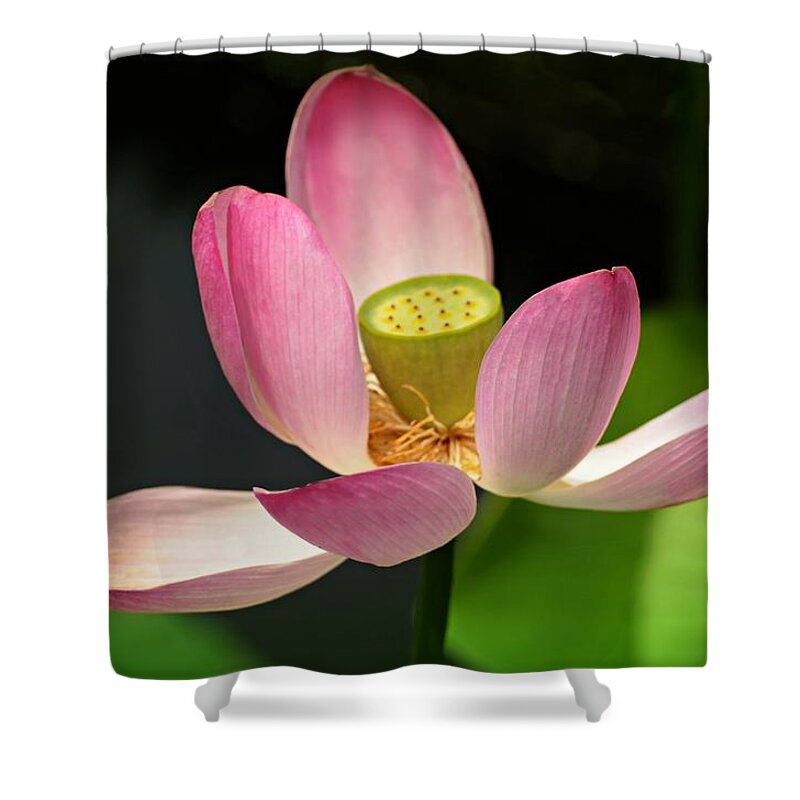 Lotus Shower Curtain featuring the photograph The Divine Lotus by Diana Angstadt