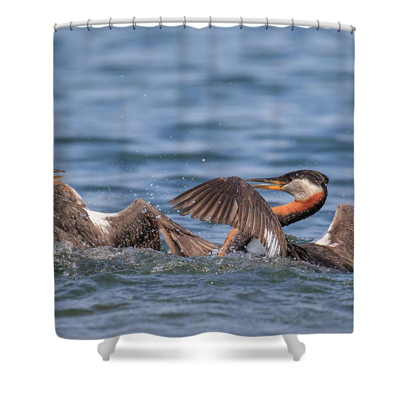 Gary Hall Shower Curtain featuring the photograph The Duel 2 by Gary Hall