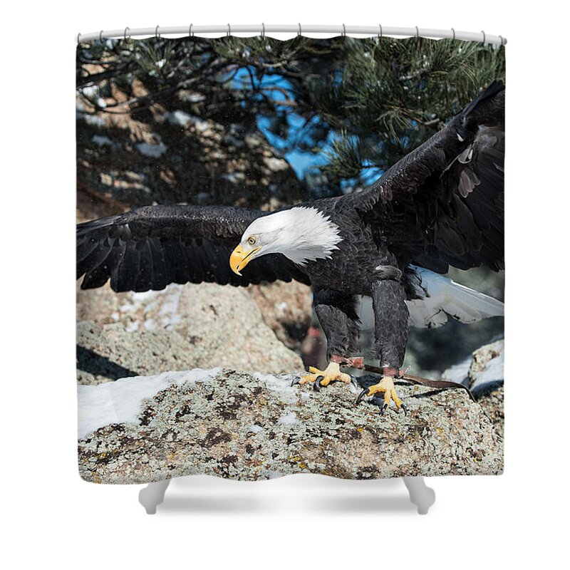 America Shower Curtain featuring the photograph The Eagle Has Landed by Art Atkins