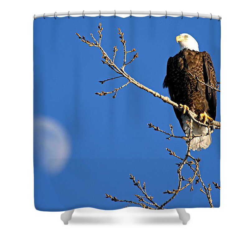 American Bald Eagle Shower Curtain featuring the photograph The Eagle Has Landed by Larry Ricker