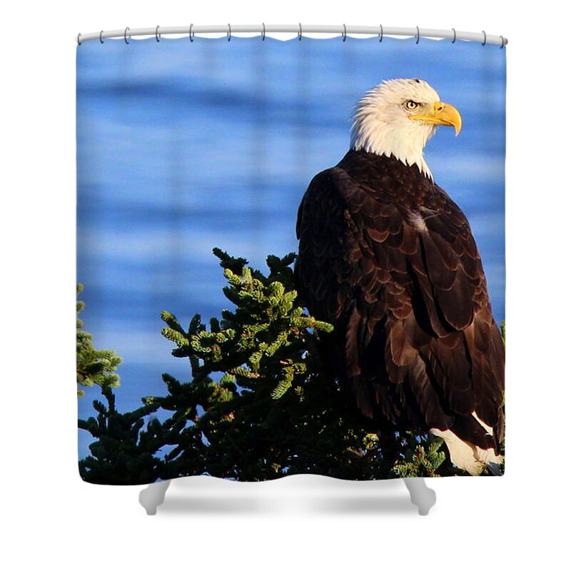 The Eagle Has Landed Shower Curtain featuring the photograph The Eagle Has Landed by Suzanne DeGeorge