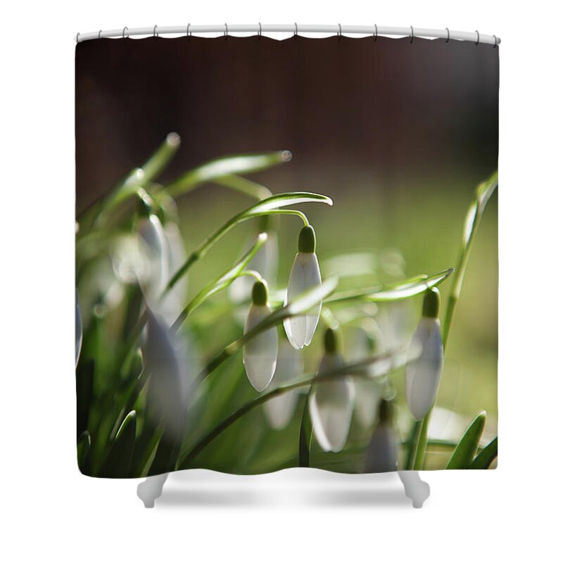 Spring Shower Curtain featuring the photograph The early Spring by Photo Escape