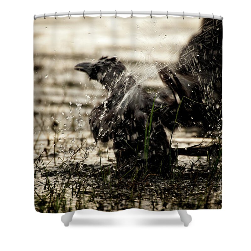  Shower Curtain featuring the photograph The eastern jungle crow Corvus macrorhynchos levaillantii by Venura Herath