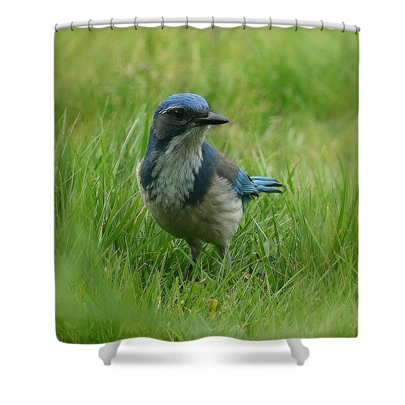 Scrub Jay Shower Curtain featuring the photograph The Eye On Me by I'ina Van Lawick
