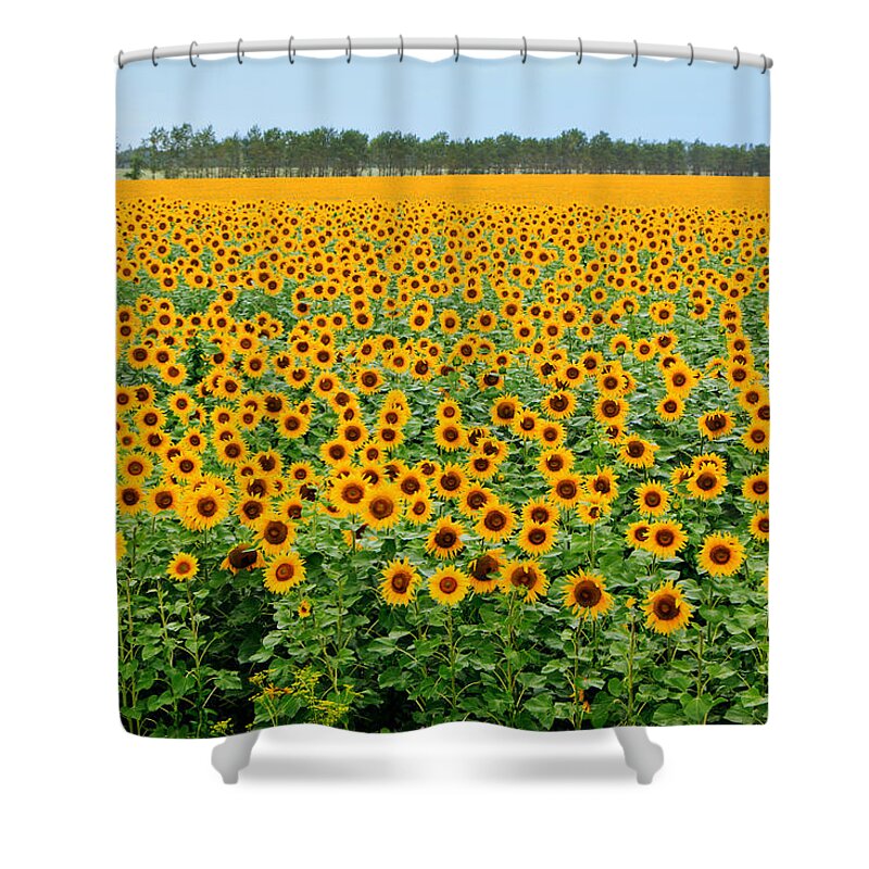 Sunflower Shower Curtain featuring the photograph The Field of Suns by Victor Kovchin