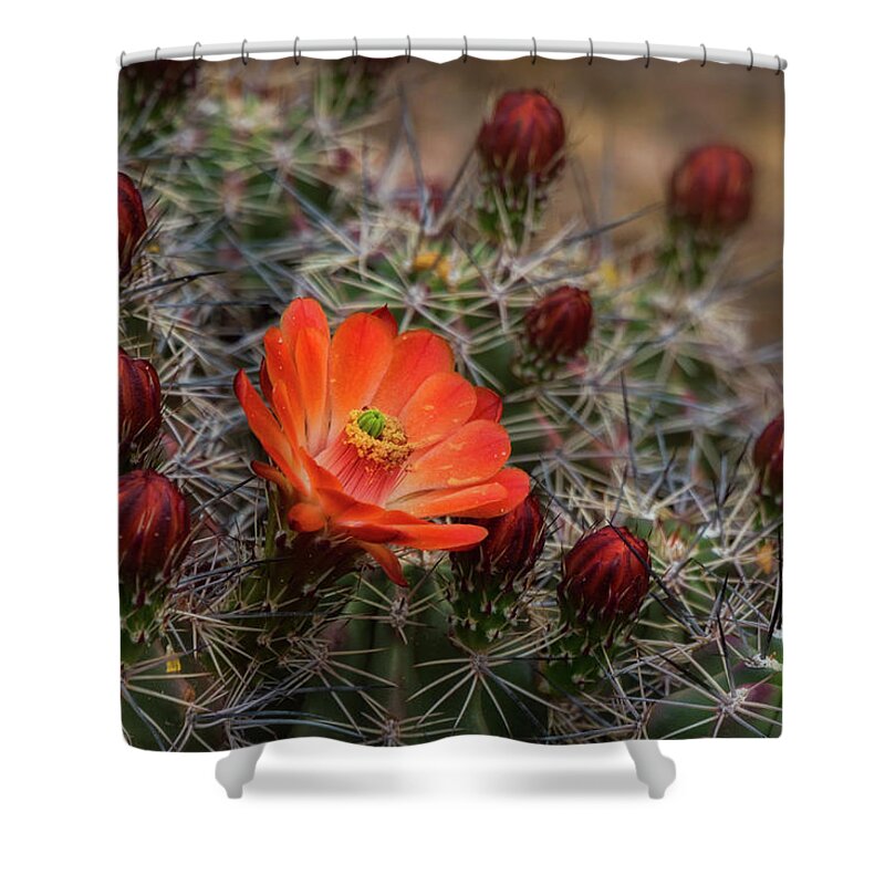 Arizona Shower Curtain featuring the photograph The First Bloom by Saija Lehtonen