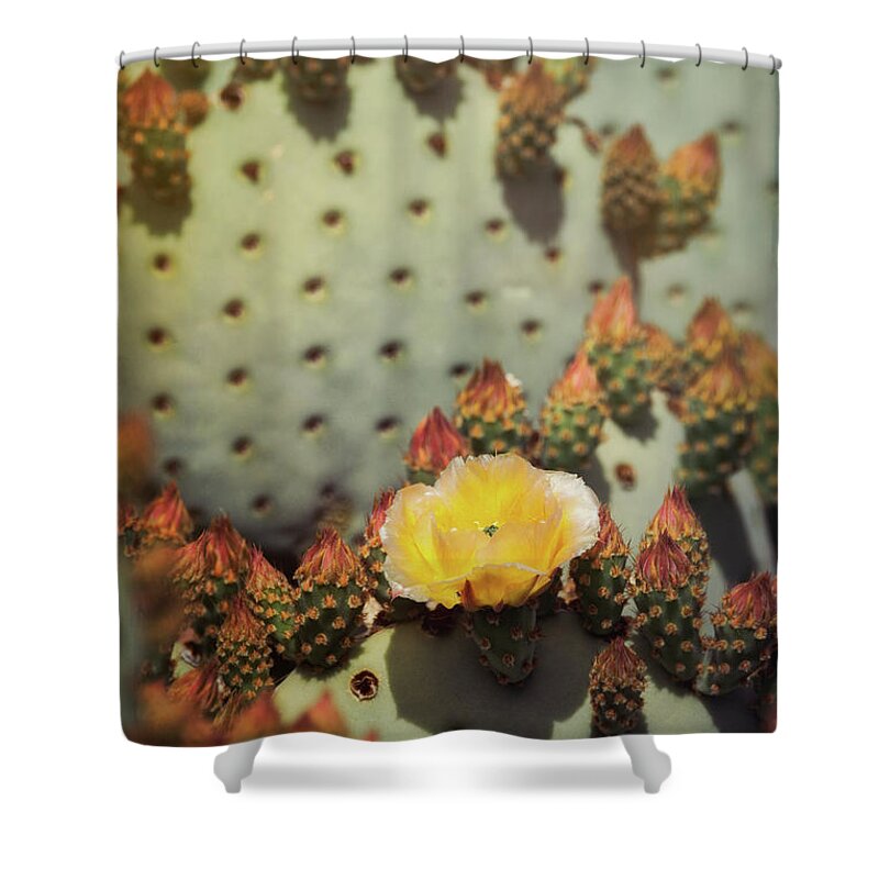 Golden Prickly Pear Cactus Shower Curtain featuring the photograph The First To Open by Saija Lehtonen