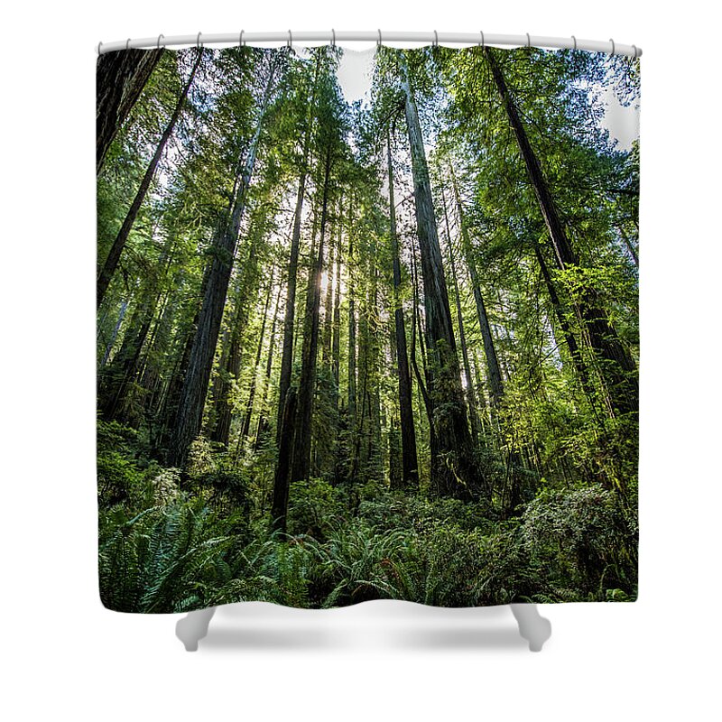  Shower Curtain featuring the photograph The Forest by Paul Freidlund