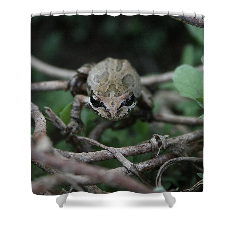 Frog Shower Curtain featuring the photograph The Frog by Ryan Workman Photography