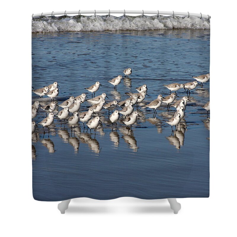 Sanderlings Shower Curtain featuring the photograph The Gang's All Here by Art Block Collections
