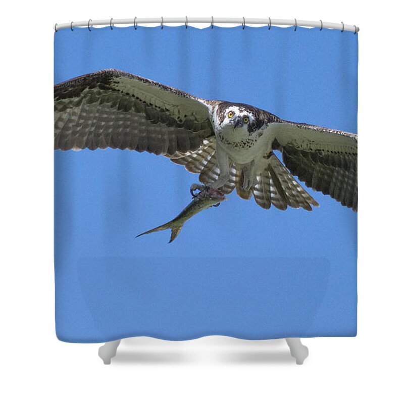 Osprey Shower Curtain featuring the photograph The Glare by Quinn Sedam