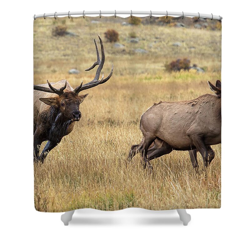 Elk Shower Curtain featuring the photograph The Governor's Ball by Jim Garrison