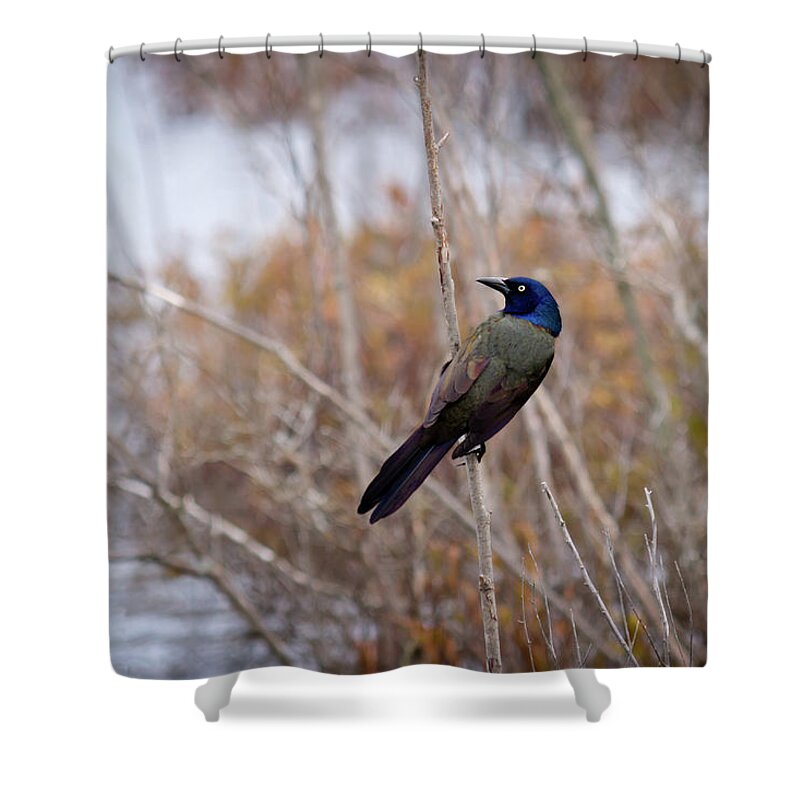 Common Grackle Shower Curtain featuring the photograph The Grackle by Steve L'Italien