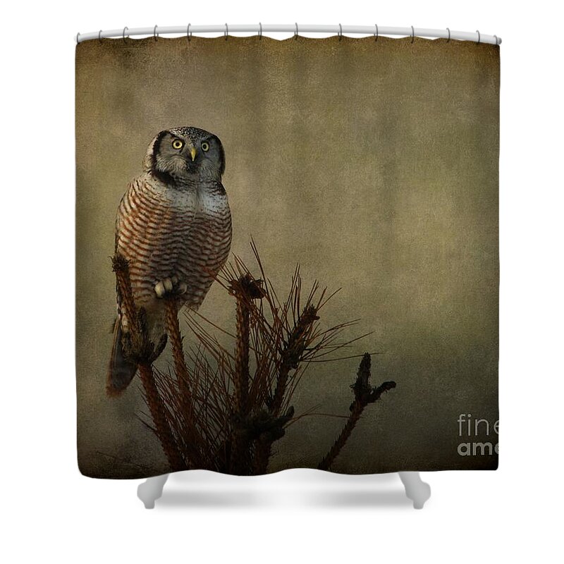 Northern Hawk Owl Shower Curtain featuring the photograph The great orator by Heather King