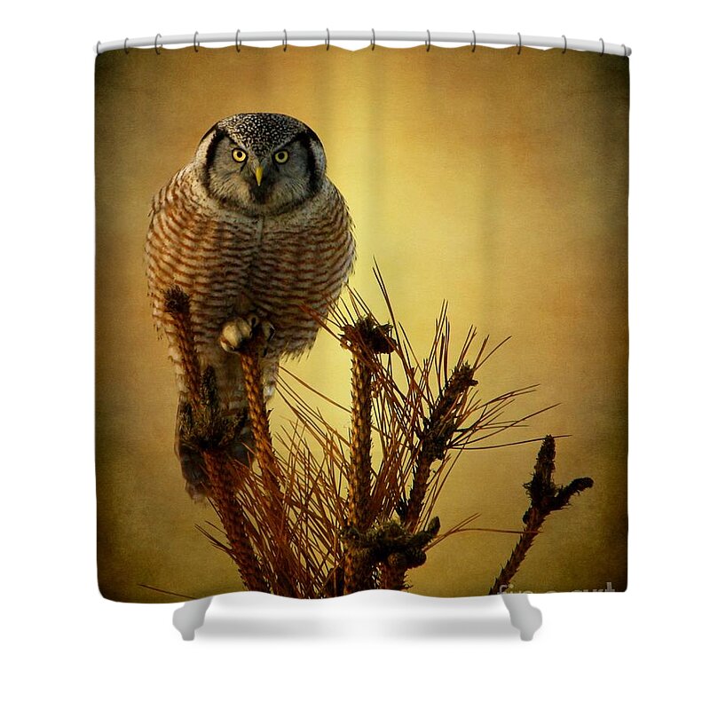 Hawk Owl Shower Curtain featuring the photograph The great stare down by Heather King