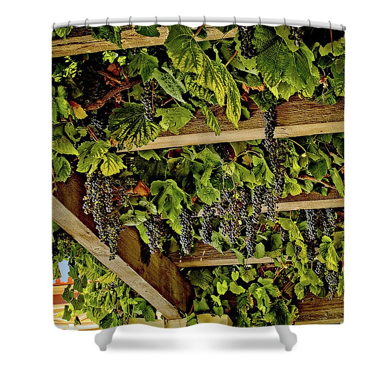 Trellis Shower Curtain featuring the photograph The hanging grapes by Camille Lopez