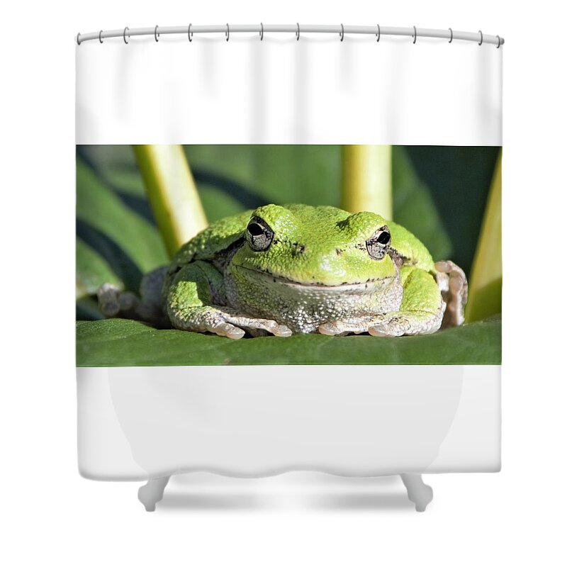 Frog Shower Curtain featuring the photograph The Happiest Tree Frog by Michael Hall