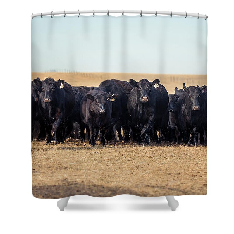 Cattle Shower Curtain featuring the photograph The Herd Rushes In by Todd Klassy