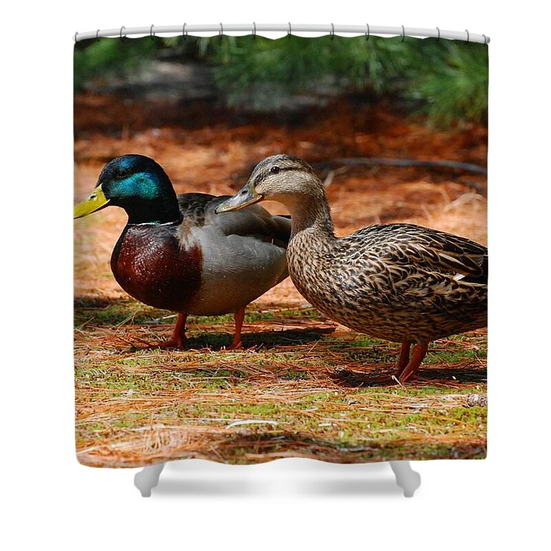 Mallard Ducks Shower Curtain featuring the photograph The Honeymooners - Mallard Ducks by Angie Tirado