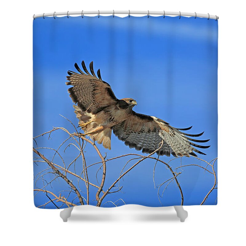 Red Tail Hawk Shower Curtain featuring the photograph The Hunt by Donna Kennedy