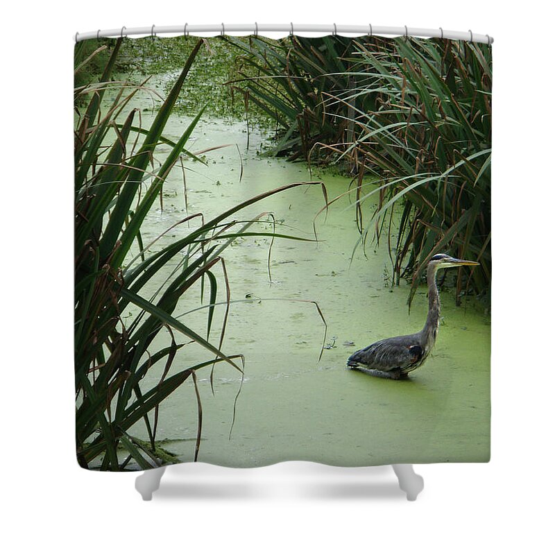 Blue Heron Shower Curtain featuring the photograph The Hunter by Donna Blackhall