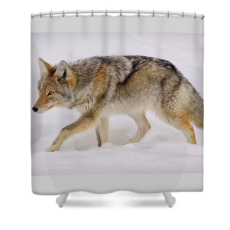 Coyote Shower Curtain featuring the photograph The Hunter by Greg Norrell