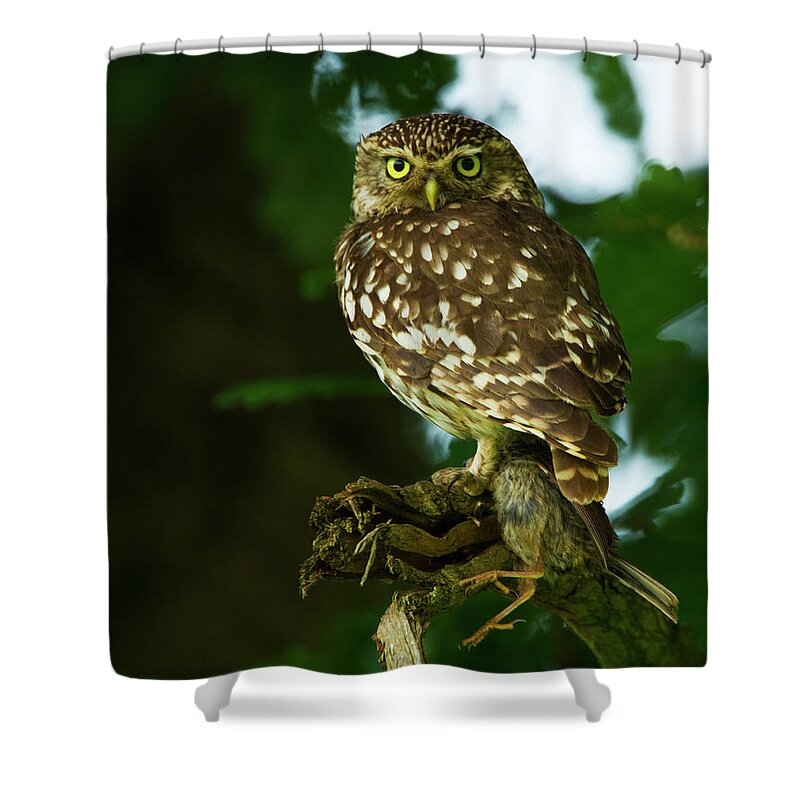 Littleowl Shower Curtain featuring the photograph The Hunter by Paul Scoullar