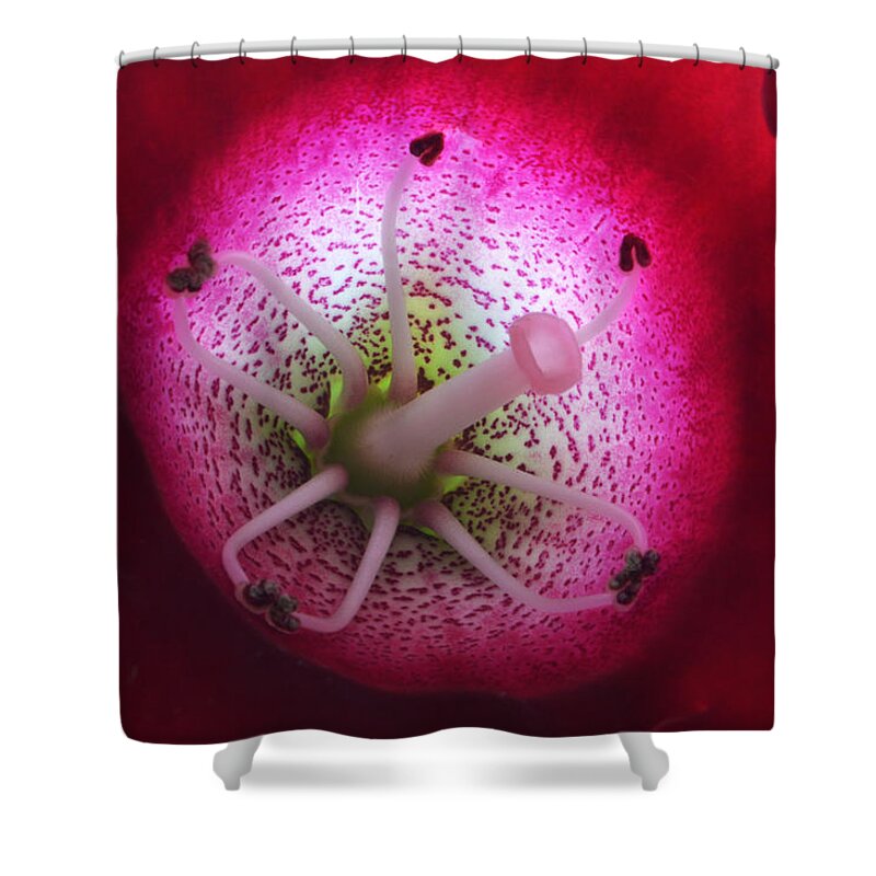 Gloxinia Shower Curtain featuring the photograph The Innerspace by Terence Davis