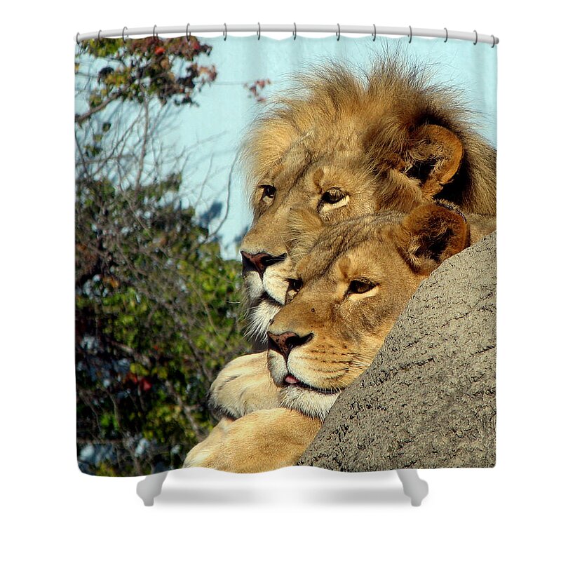 Lion Shower Curtain featuring the photograph The King and Queen 1 by George Jones