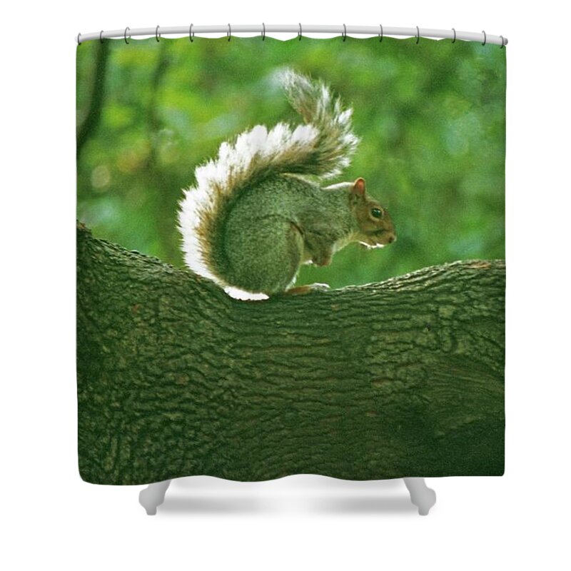 Squirrel New York Central Park Shower Curtain featuring the photograph The King of Central Park by Laurie Stewart