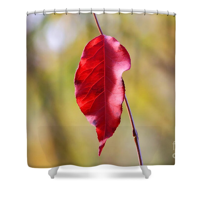 Leaf Shower Curtain featuring the photograph The Last One Hanging by Teresa Zieba