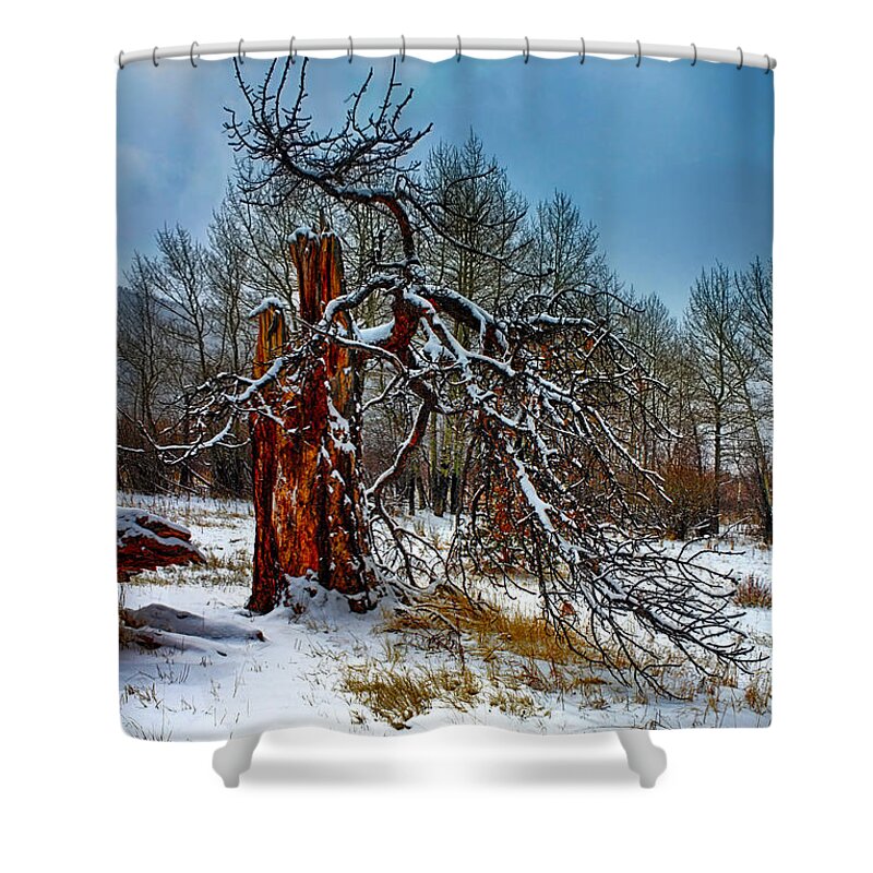 Tree Shower Curtain featuring the photograph The Last Stand by Shane Bechler