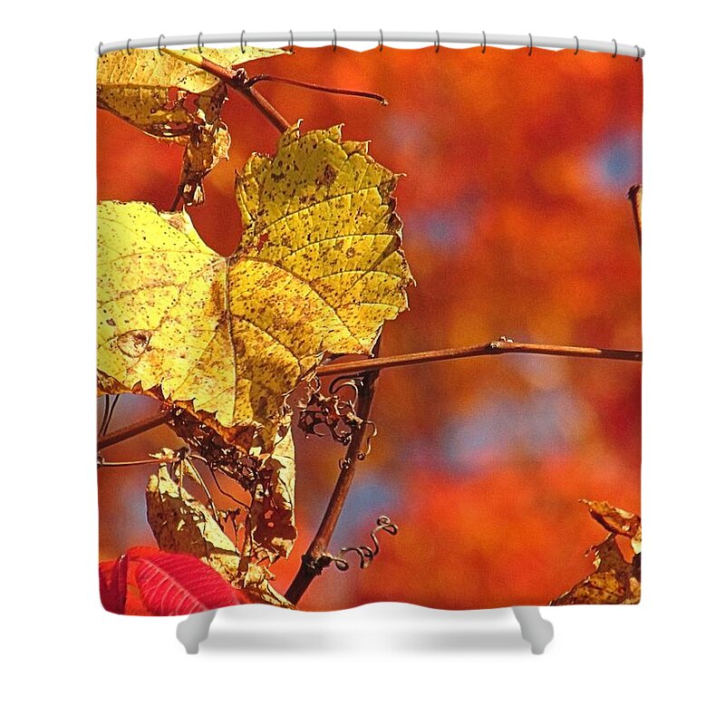 Leaf Shower Curtain featuring the photograph The Last Yellow Leaves by Alfred Ng