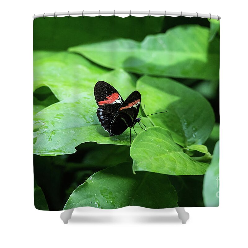 Cincinnati Zoo Shower Curtain featuring the photograph The leaf is my plate by Ed Taylor
