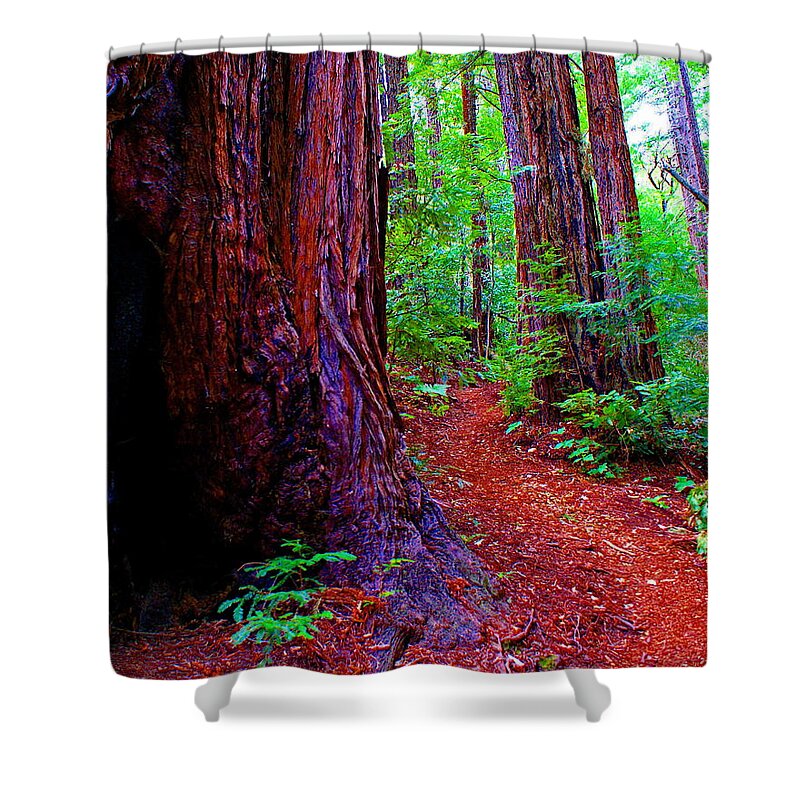 Mount Tamalpais Shower Curtain featuring the photograph The Light in the Woods by Ben Upham III