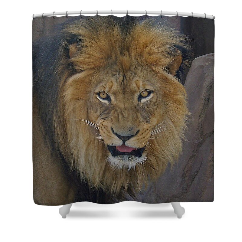 Lion Shower Curtain featuring the photograph The Lion Dry Brushed by Ernest Echols