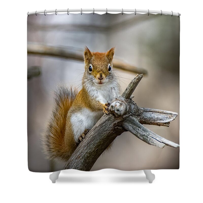 Squirrel Shower Curtain featuring the photograph The Look by Bob Orsillo