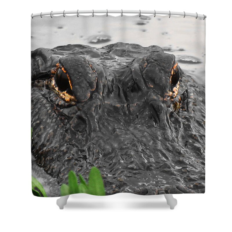 Wildlife Shower Curtain featuring the photograph The Look by Nathan Little