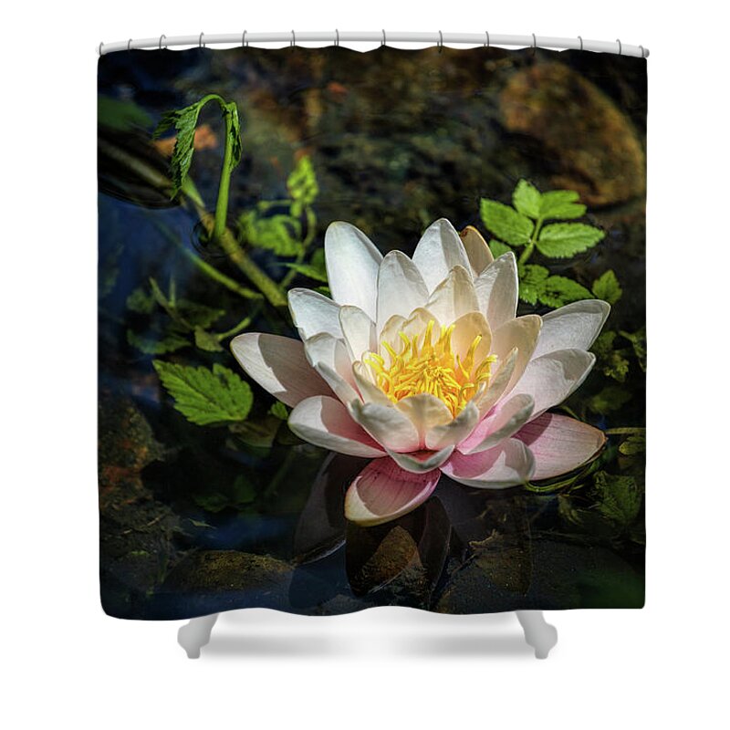 Lotus Shower Curtain featuring the photograph The Lotus Flower by Michael McKenney